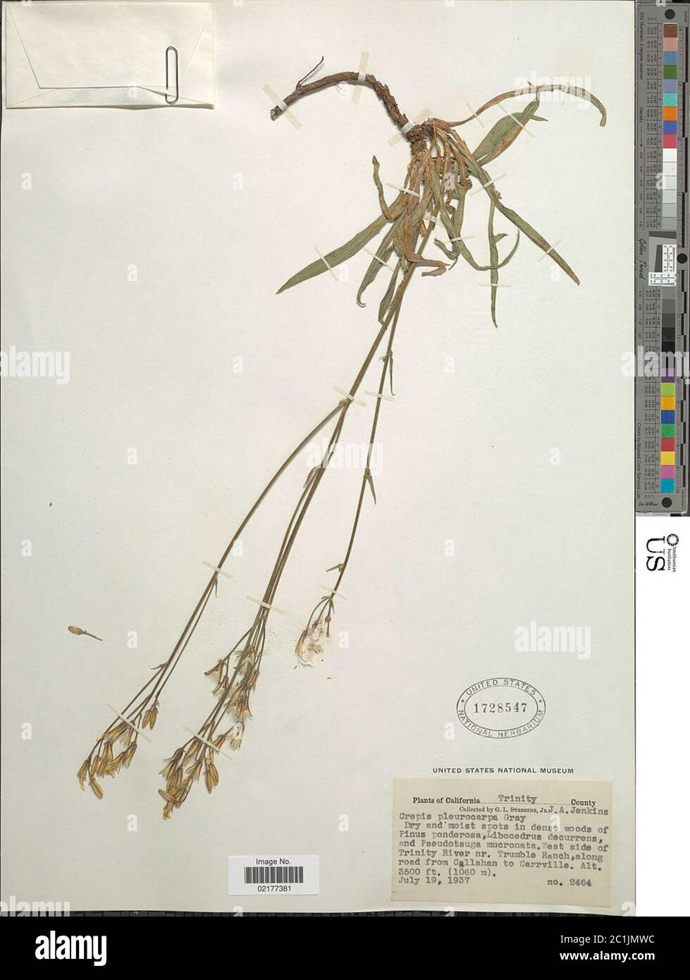 Crepis pleurocarpa A Gray Crepis pleurocarpa A Gray. Stock Photo