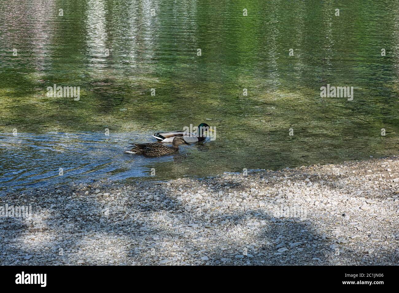 Two colorful dabbling ducks swimming in the lake. Mallard ducks looking for food in the lake. Stock Photo