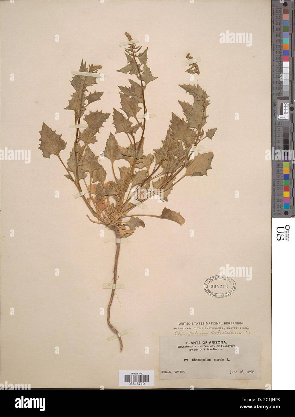 Blitum capitatum L Blitum capitatum L Stock Photo Alamy