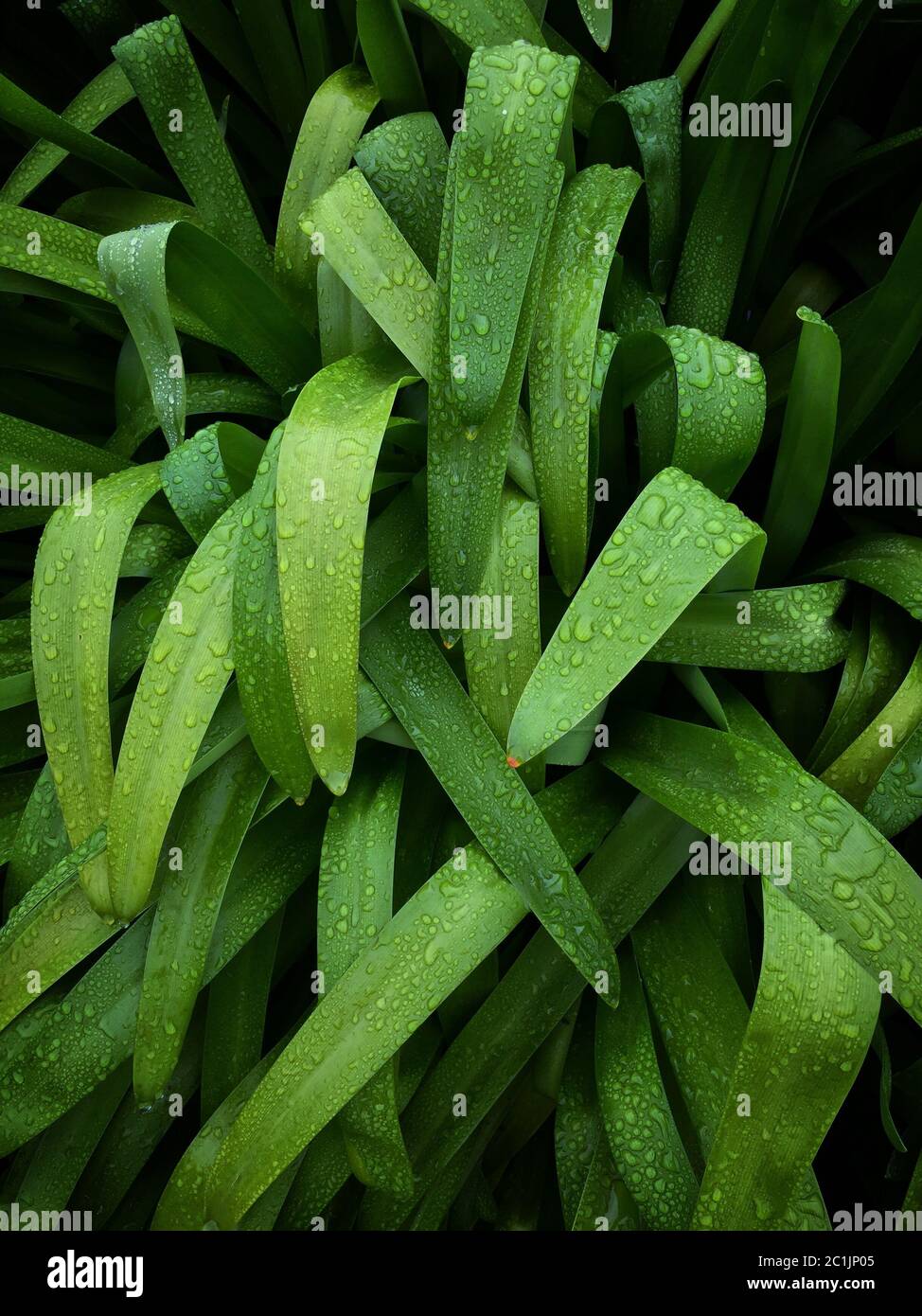 How to green plant leaves hi-res stock photography and images - Alamy