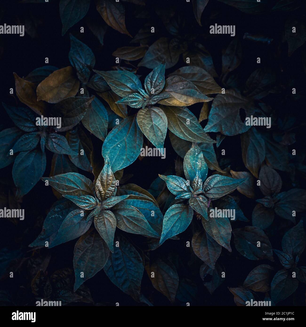Nature plant leaves hi-res stock photography and images - Alamy