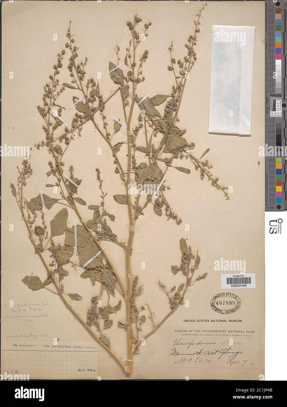 Chenopodium berlandieri subsp platyphyllum Issler Ludwig Chenopodium berlandieri subsp platyphyllum Issler Ludwig. Stock Photo