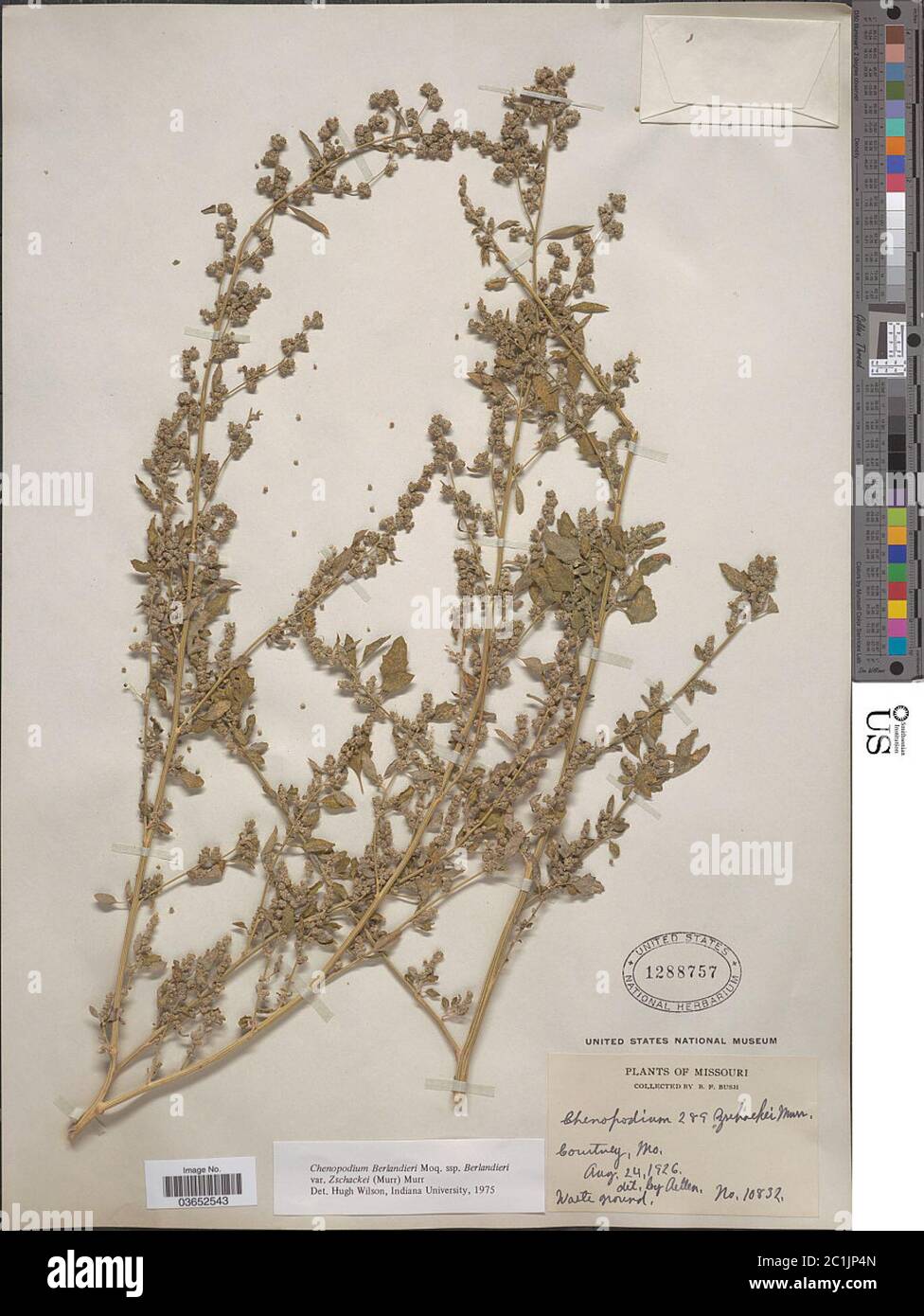 Chenopodium berlandieri subsp zschackei var typicum Chenopodium berlandieri subsp zschackei var typicum. Stock Photo