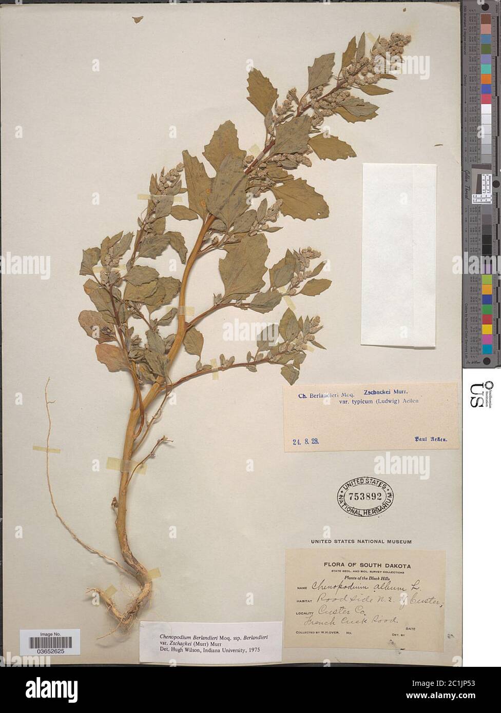 Chenopodium berlandieri var zschackei Murr Murr Chenopodium berlandieri var zschackei Murr Murr. Stock Photo