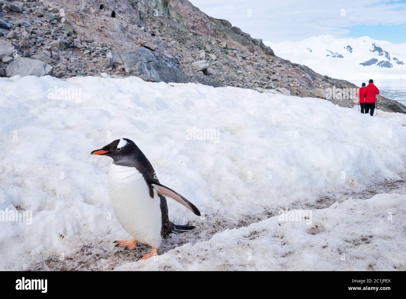 penguin at south pole Stock Photo