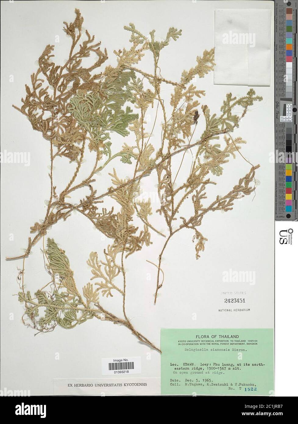 Selaginella siamensis Hieron Selaginella siamensis Hieron. Stock Photo