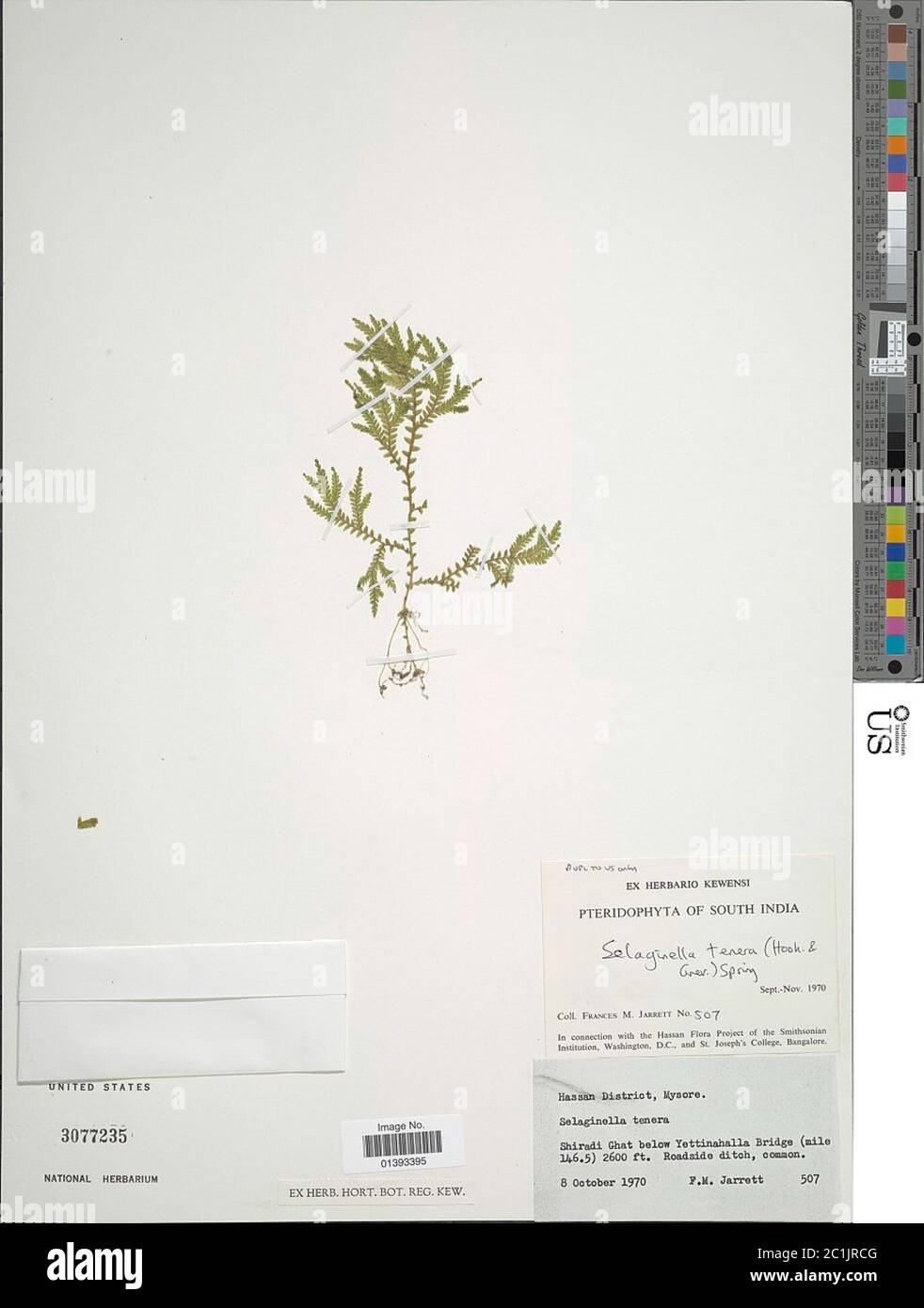 Selaginella tenera Hook Grev Spring Stock Photo