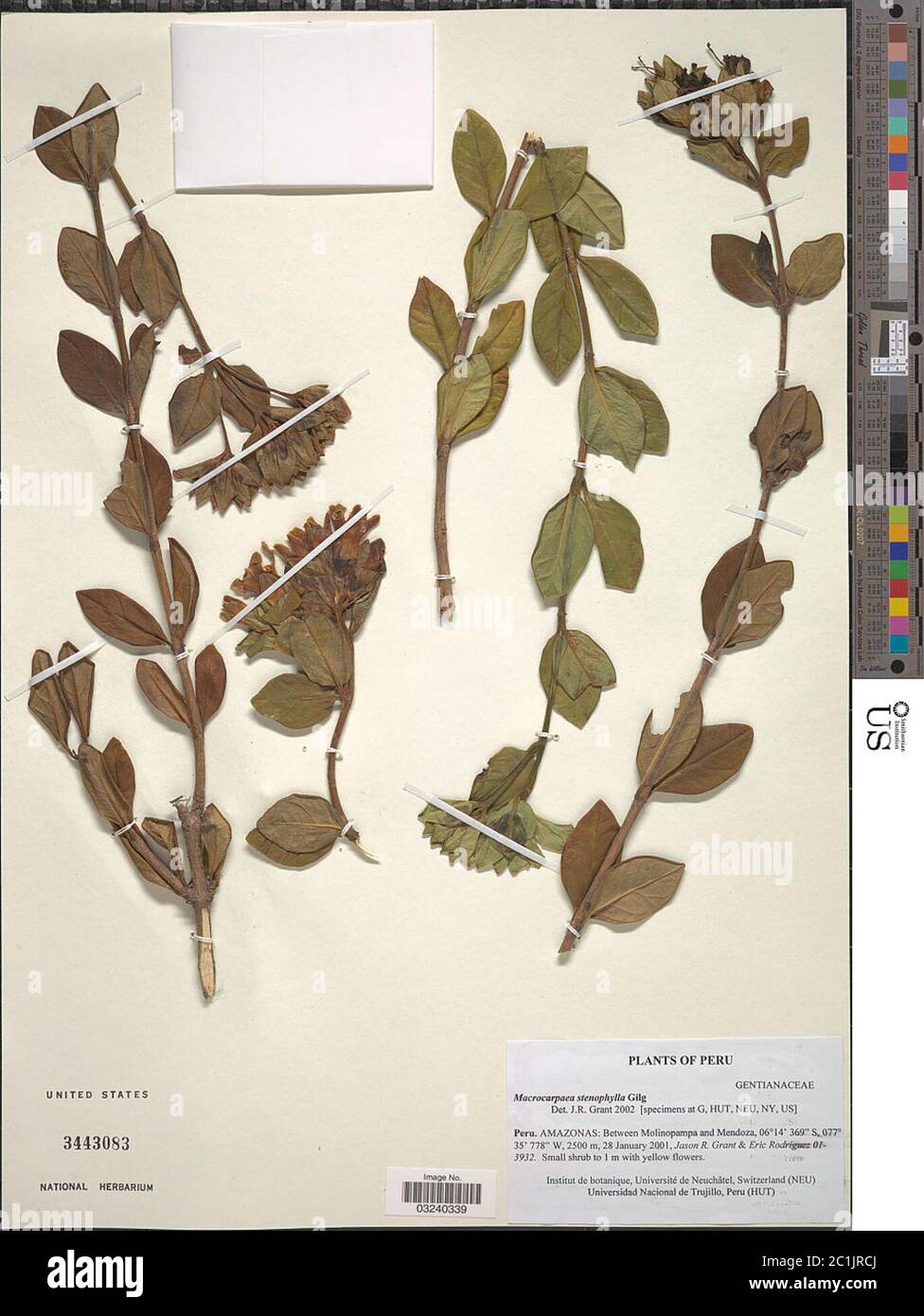 Macrocarpaea stenophylla Gilg Macrocarpaea stenophylla Gilg. Stock Photo