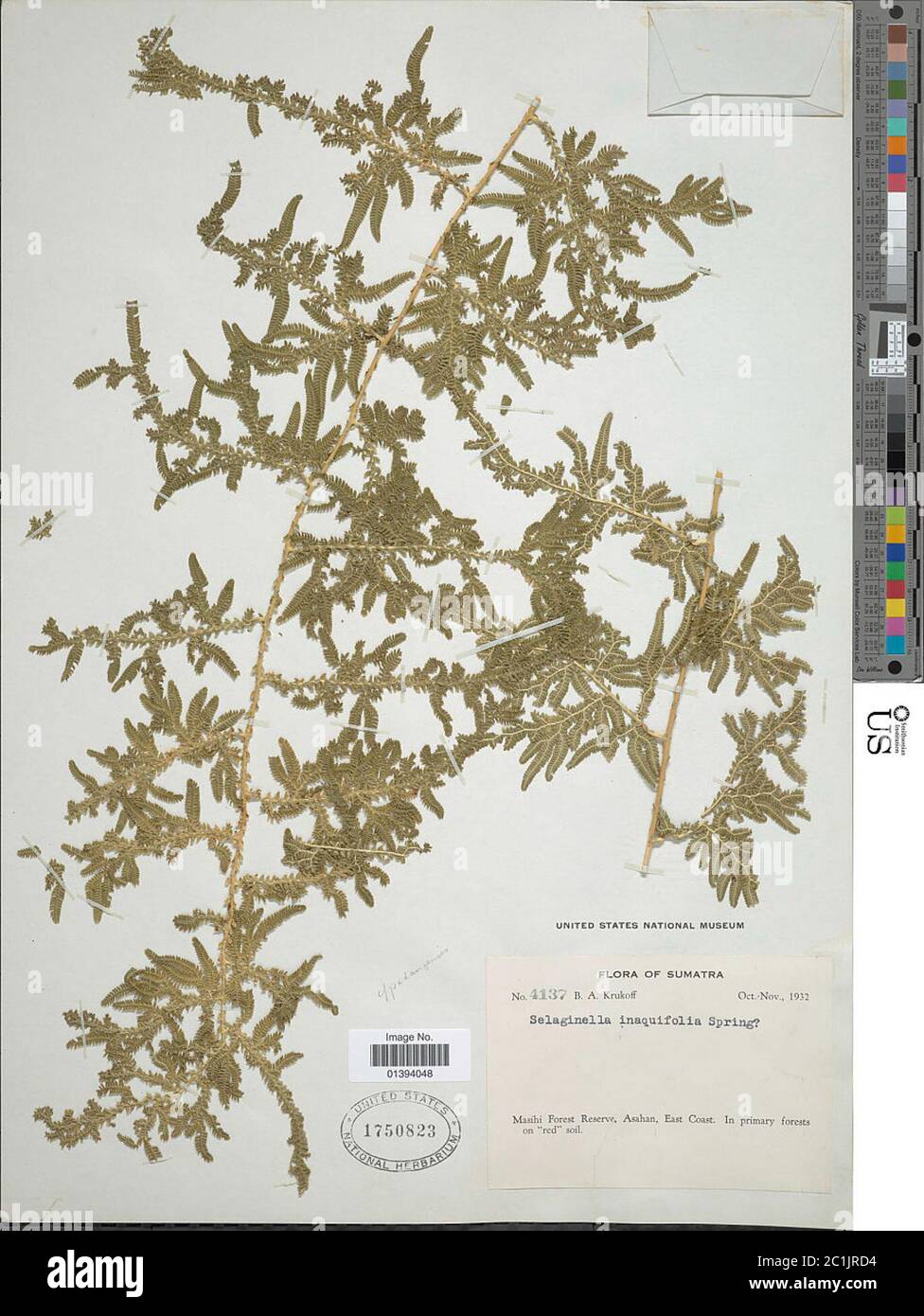 Selaginella padangensis Hieron Selaginella padangensis Hieron. Stock Photo
