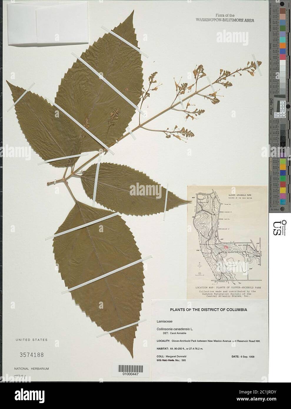 Collinsonia canadensis L Collinsonia canadensis L Stock Photo - Alamy