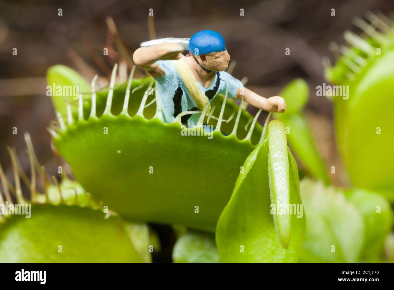 Venus Flytrap Eating A Human