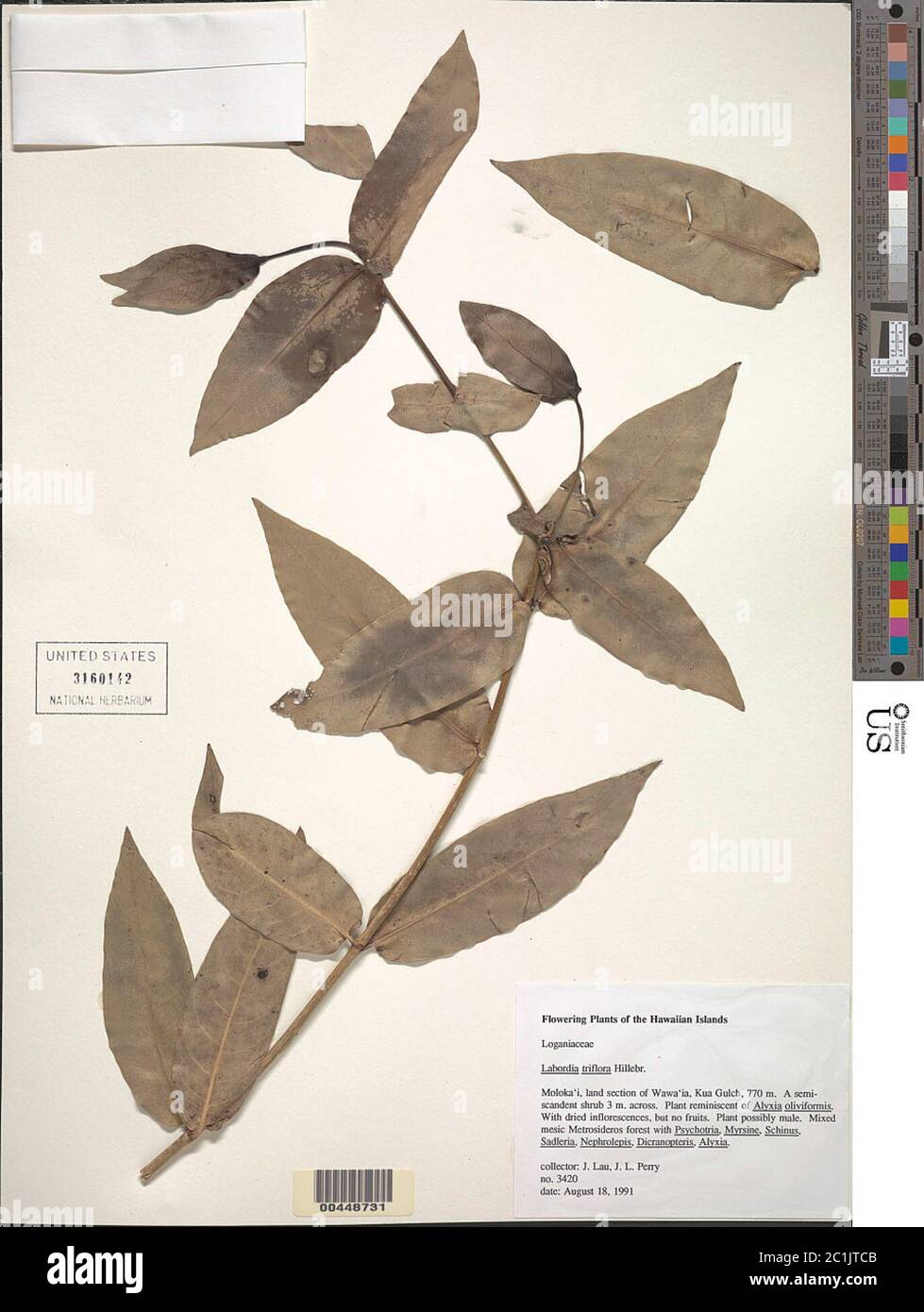 Labordia triflora Labordia triflora Stock Photo - Alamy