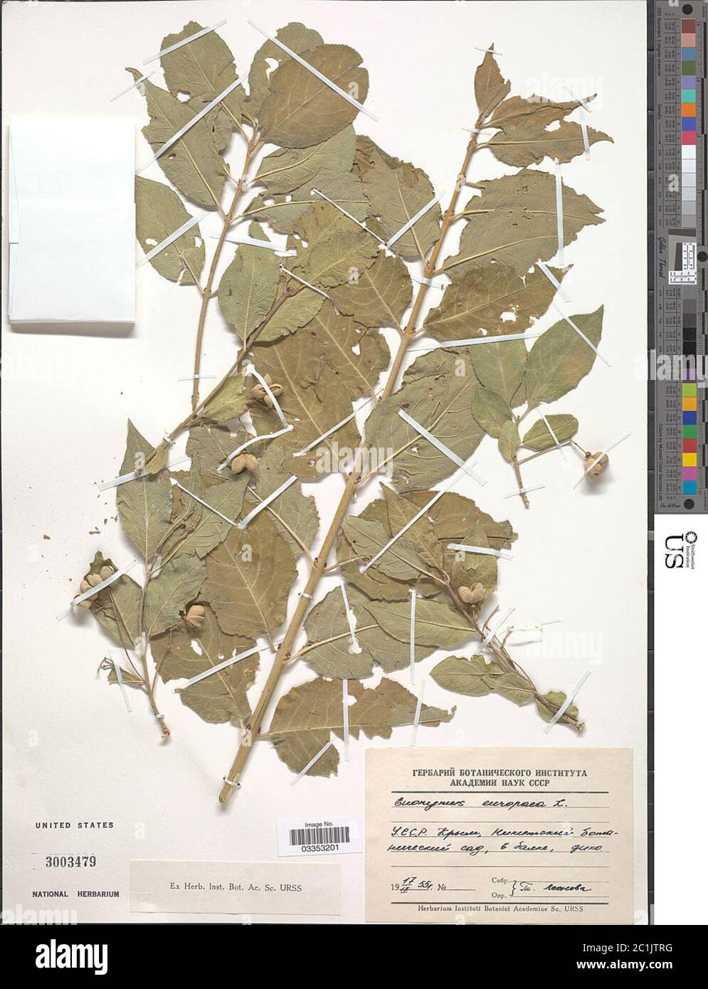 Euonymus europaea Euonymus europaea Stock Photo Alamy