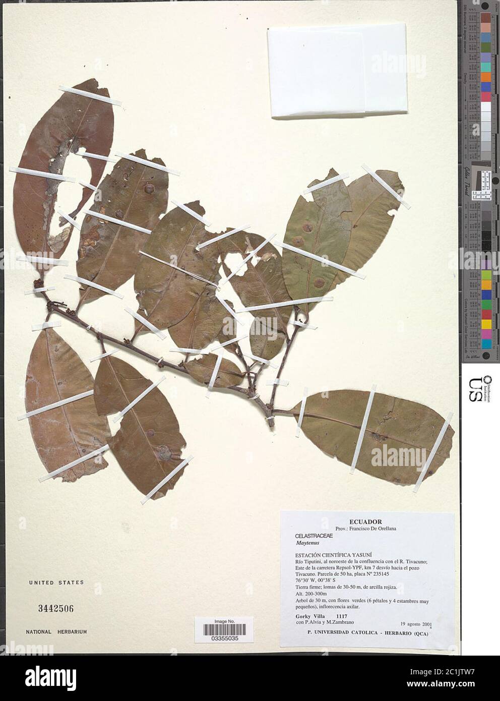 Maytenus sp Maytenus sp Stock Photo Alamy