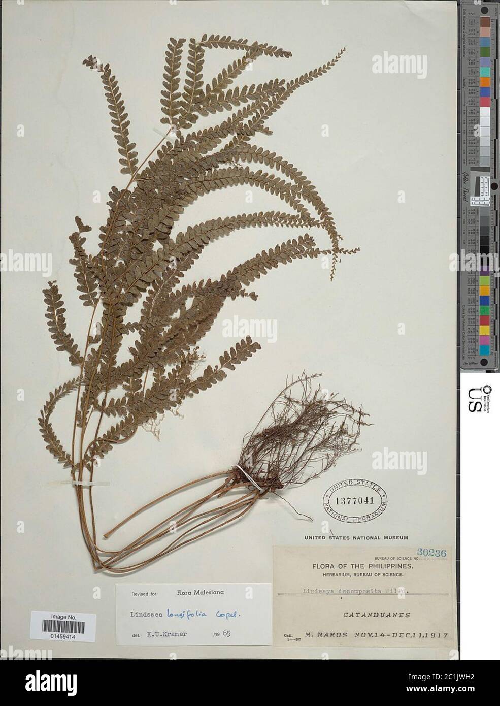Lindsaea longifolia Copel Lindsaea longifolia Copel. Stock Photo