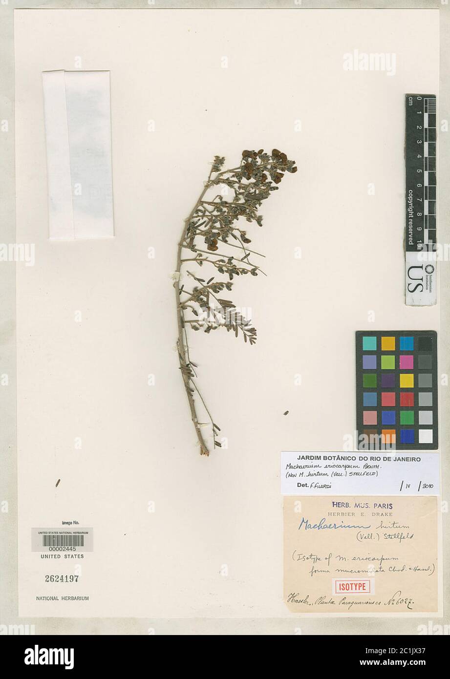 Machaerium eriocarpum f mucronulata Chodat Hassl Machaerium eriocarpum f mucronulata Chodat Hassl. Stock Photo