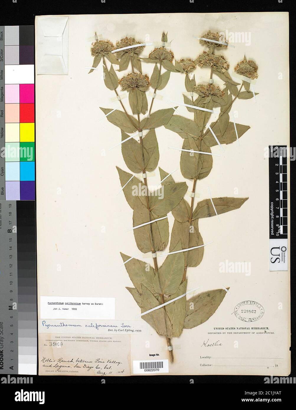 Pycnanthemum californicum Torr ex Durand Pycnanthemum californicum Torr ex Durand. Stock Photo