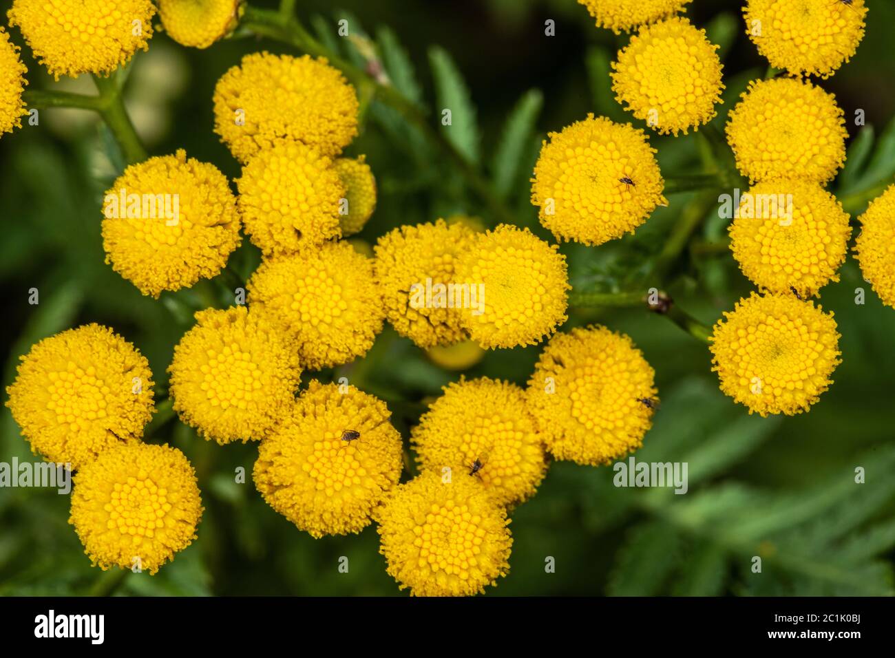 Tansy (Tanacetum vulgare) Stock Photo