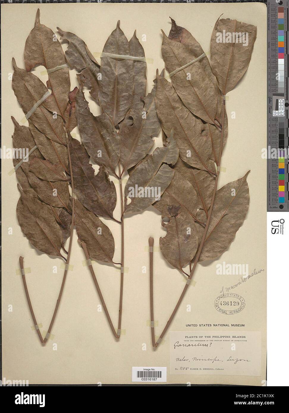 Canarium sp Canarium sp Stock Photo Alamy