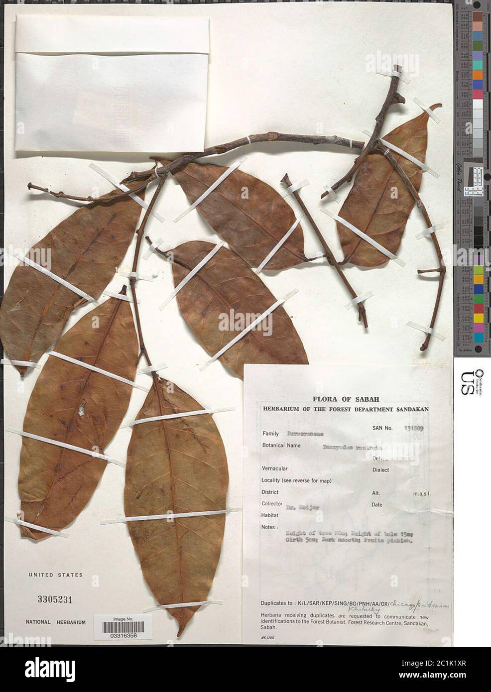 Dacryodes rostrata Blume HJ Lam Dacryodes rostrata Blume HJ Lam Stock ...