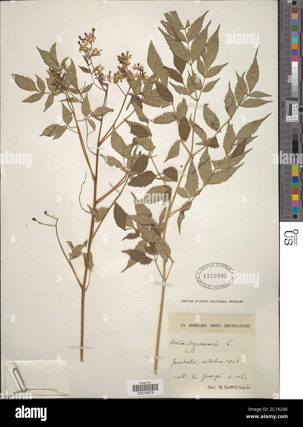 Graines De Melia Azedarach (Cannelle) – 5 Graines Pour Planter Un Arbre Ornemental Parfumé - 10
