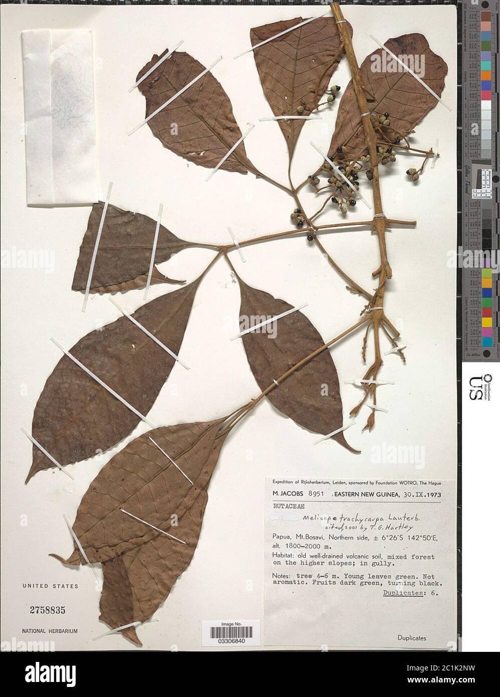 Melicope trachycarpa Lauterb Melicope trachycarpa Lauterb. Stock Photo