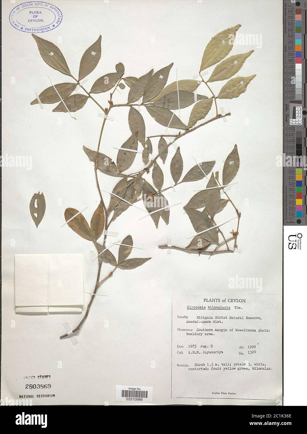 Glycosmis angustifolia Lindl ex Wight Arn Glycosmis angustifolia Lindl ex Wight Arn. Stock Photo