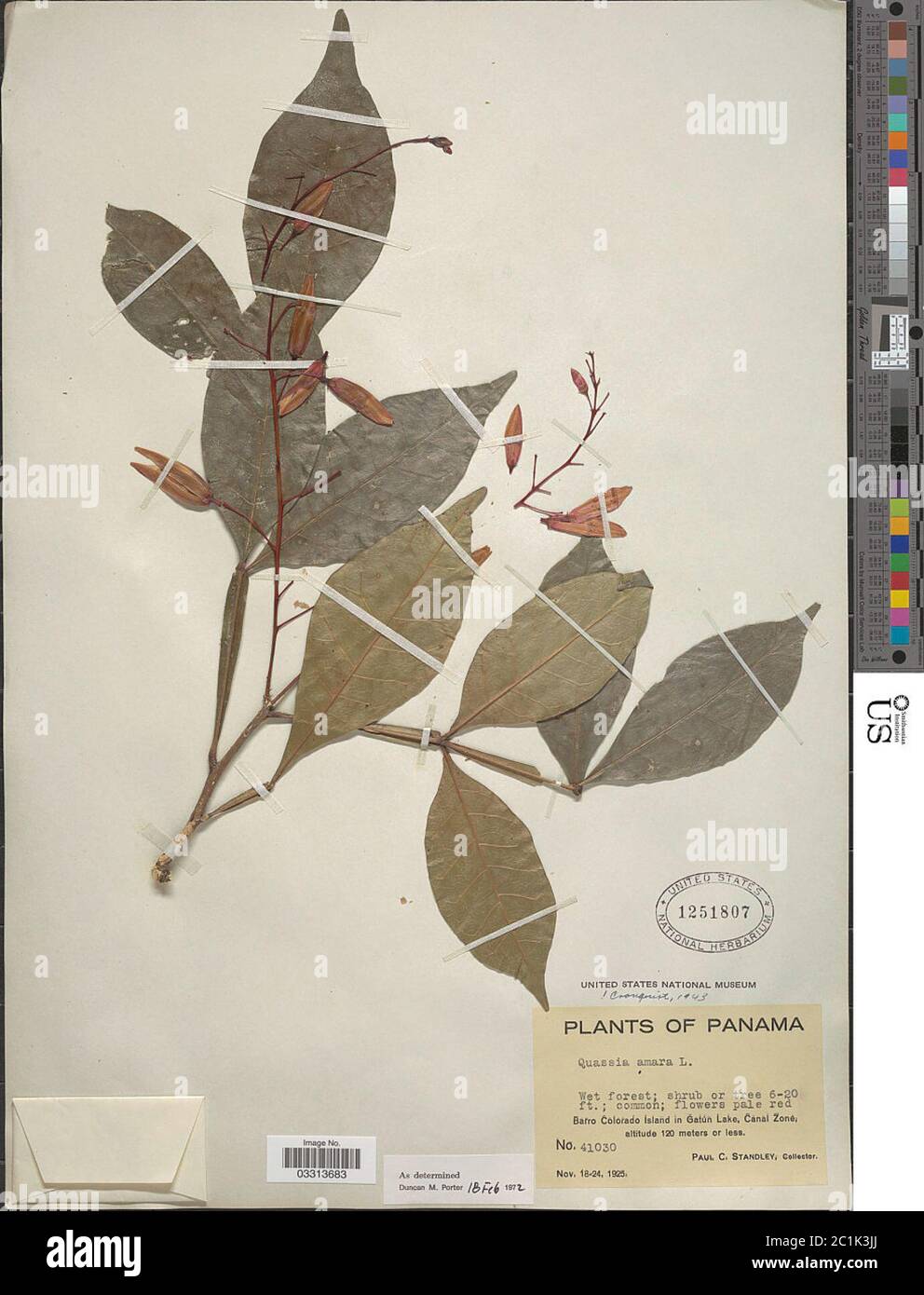 Quassia amara L Quassia amara L Stock Photo Alamy