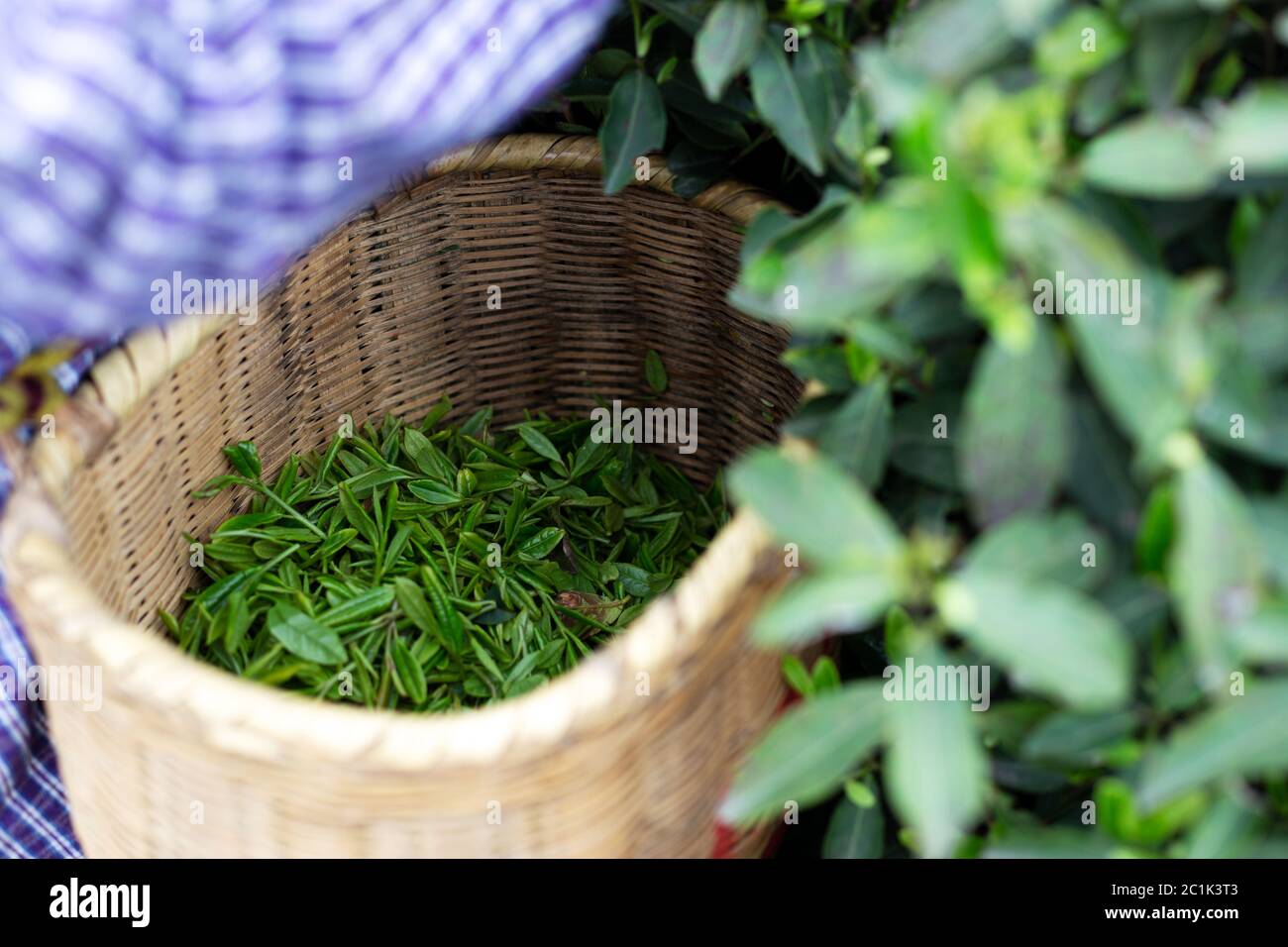 pick tea leaf Stock Photo