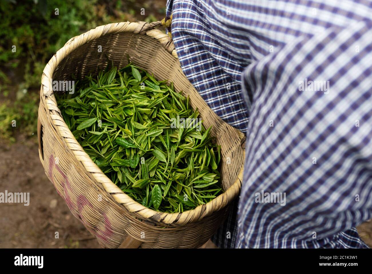 pick tea leaf Stock Photo