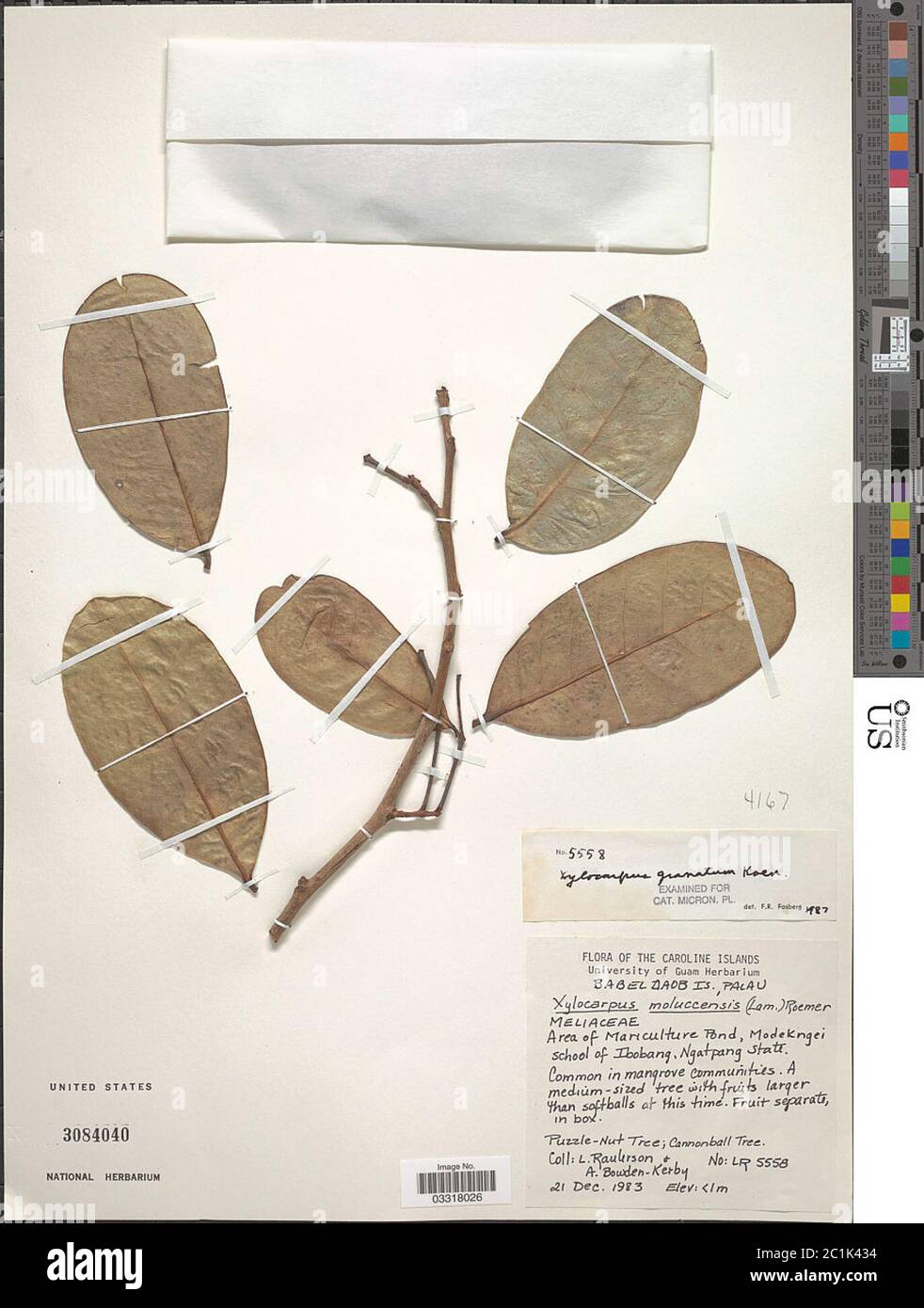 Xylocarpus moluccensis Xylocarpus moluccensis. Stock Photo