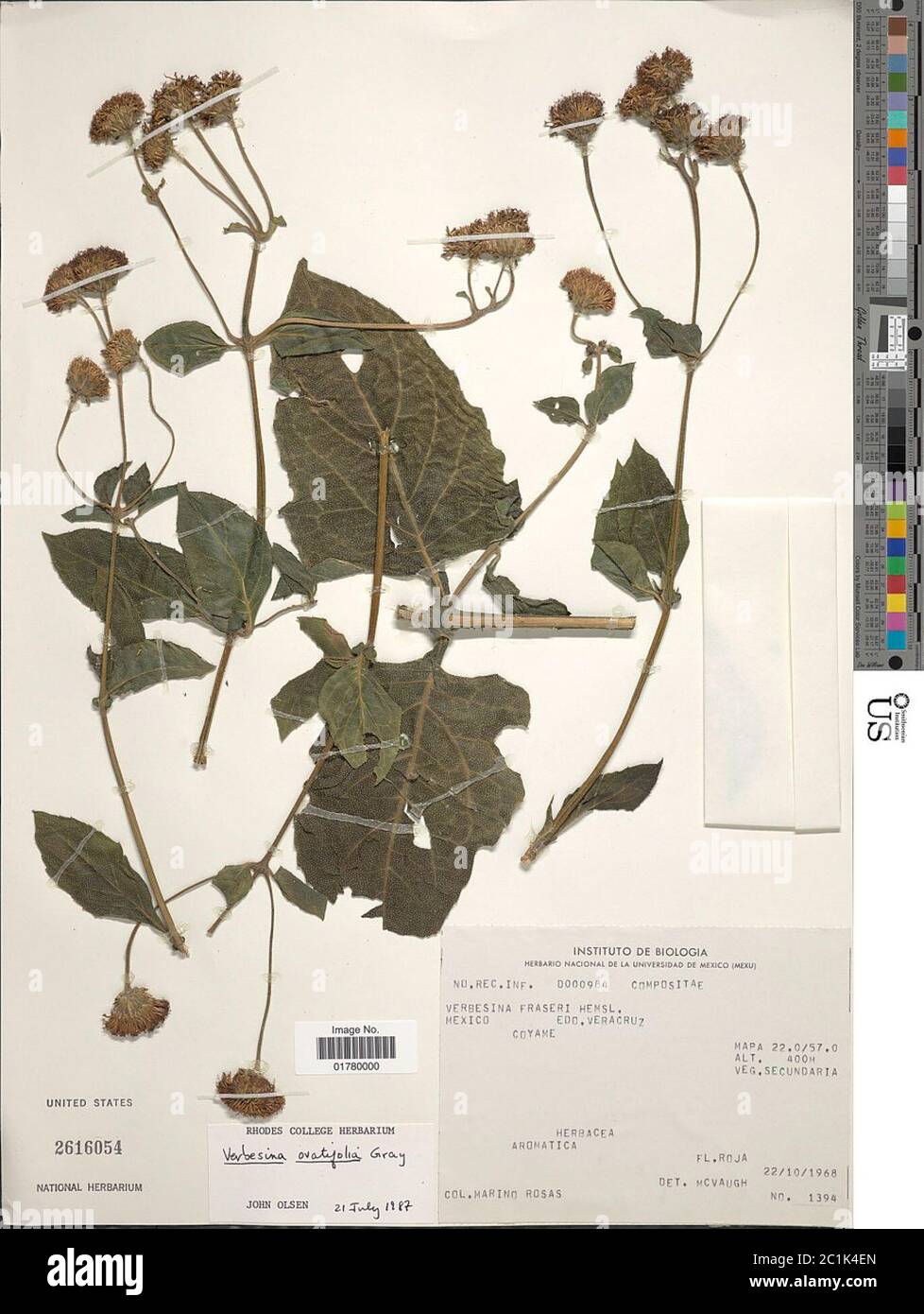 Verbesina ovatifolia A Gray ex Hemsl Verbesina ovatifolia A Gray ex Hemsl. Stock Photo