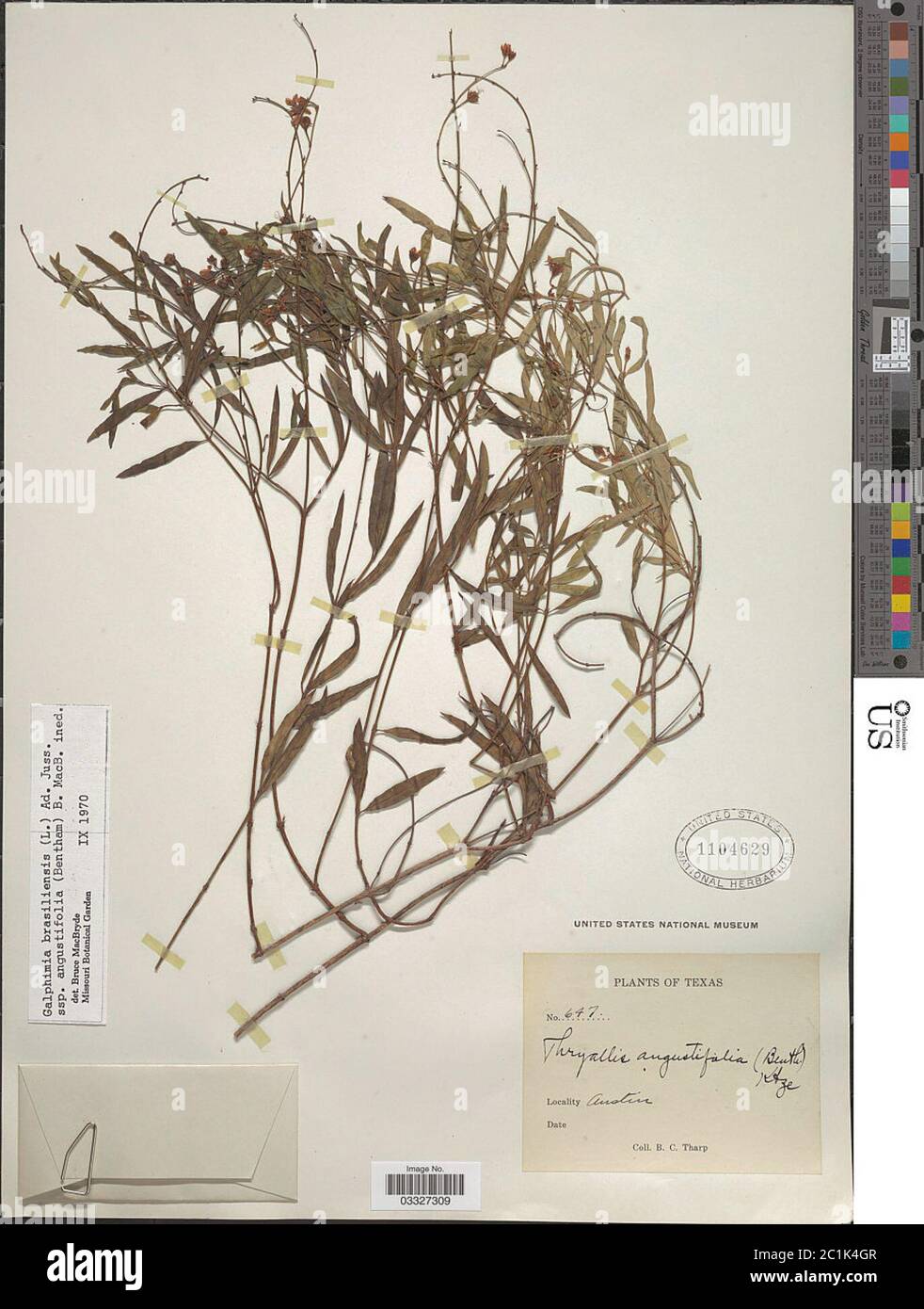 Galphimia angustifolia Benth Galphimia angustifolia Benth. Stock Photo