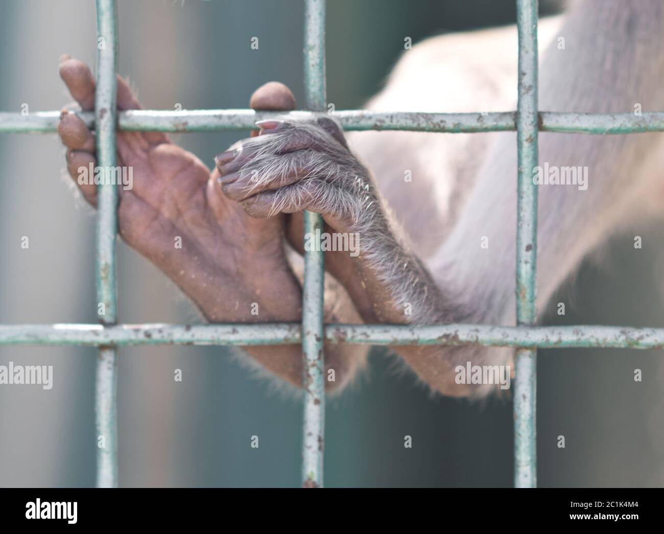 Monkey Feet High Resolution Stock Photography and Images Alamy