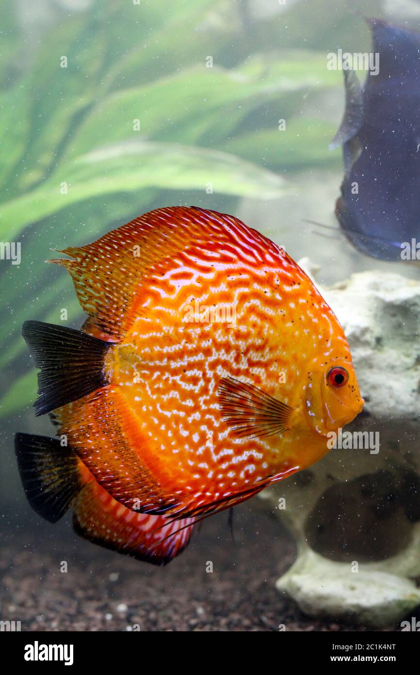 portrait of a discus fish Stock Photo
