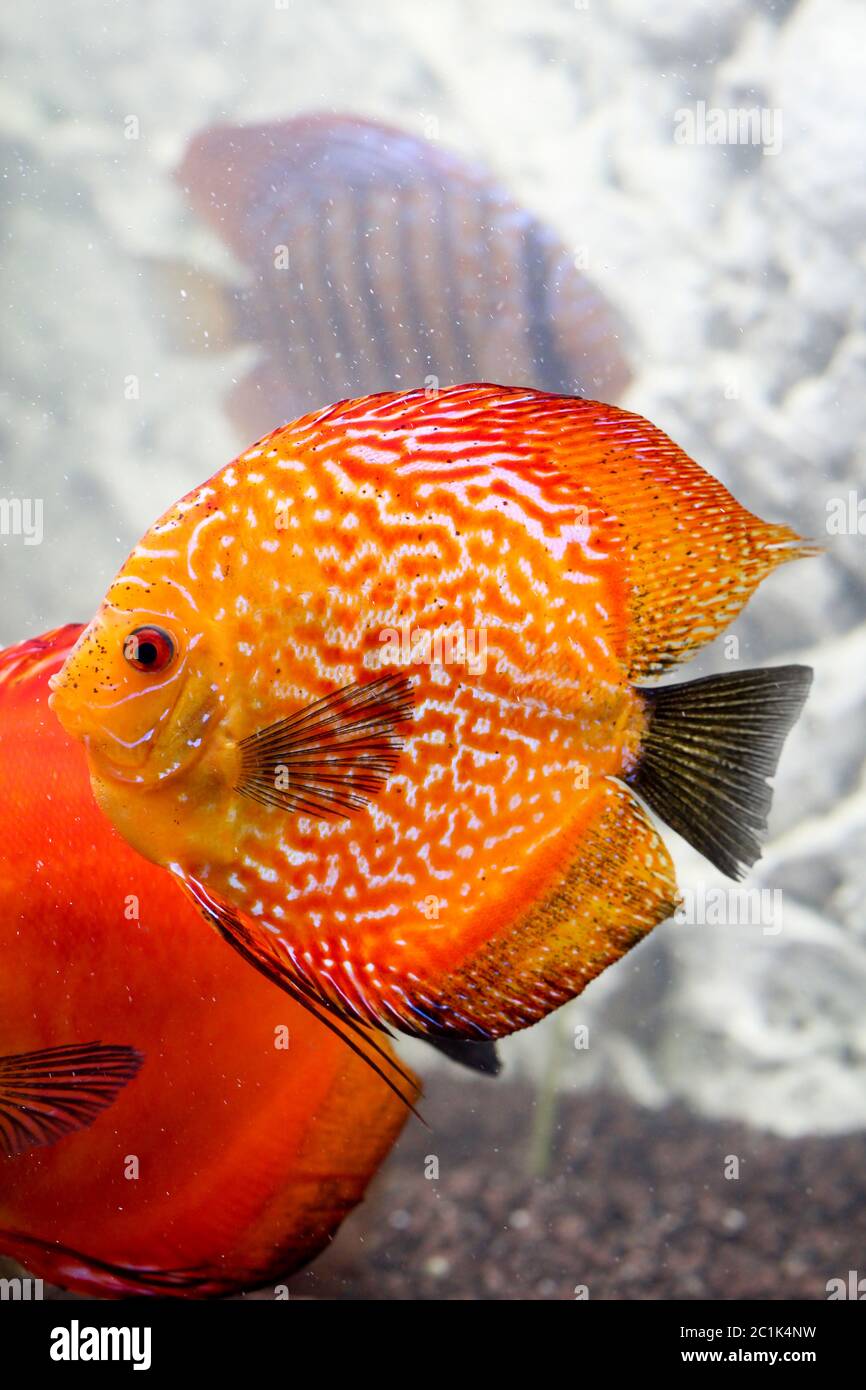 portrait of a discus fish Stock Photo