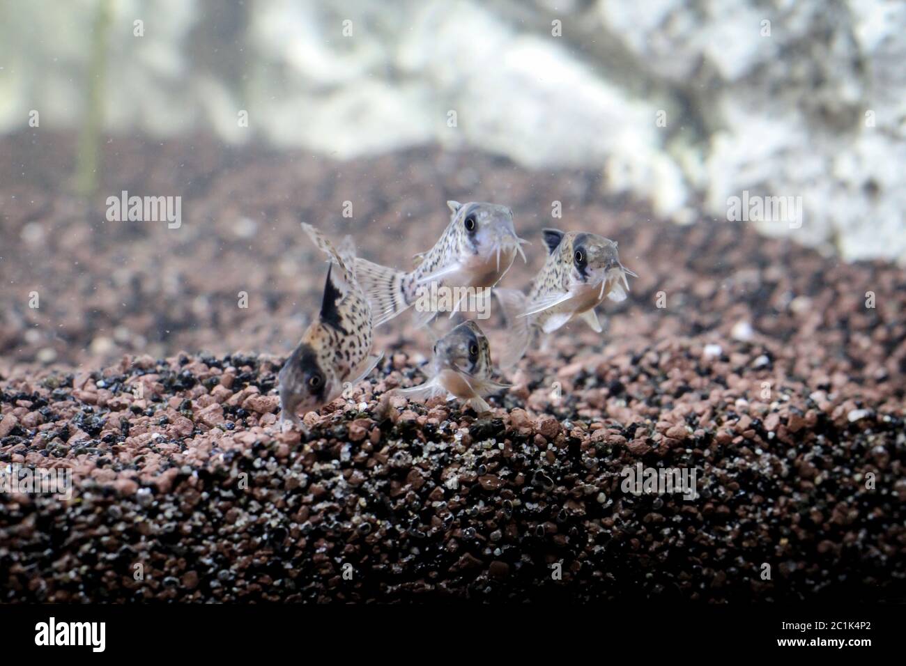 Armored catfish in the aquarium Stock Photo Alamy