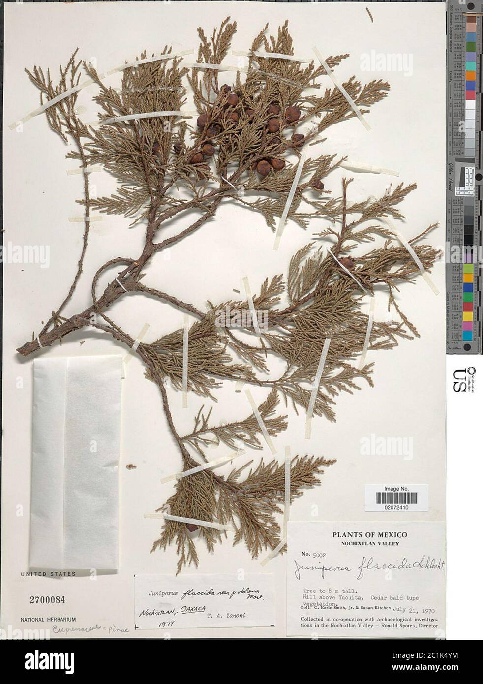 Juniperus flaccida var poblana Martnez Juniperus flaccida var poblana Martnez. Stock Photo