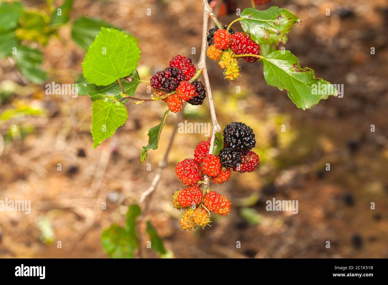 Blackberry ripe, ripening, and unripe green fruits on tree Stock Photo