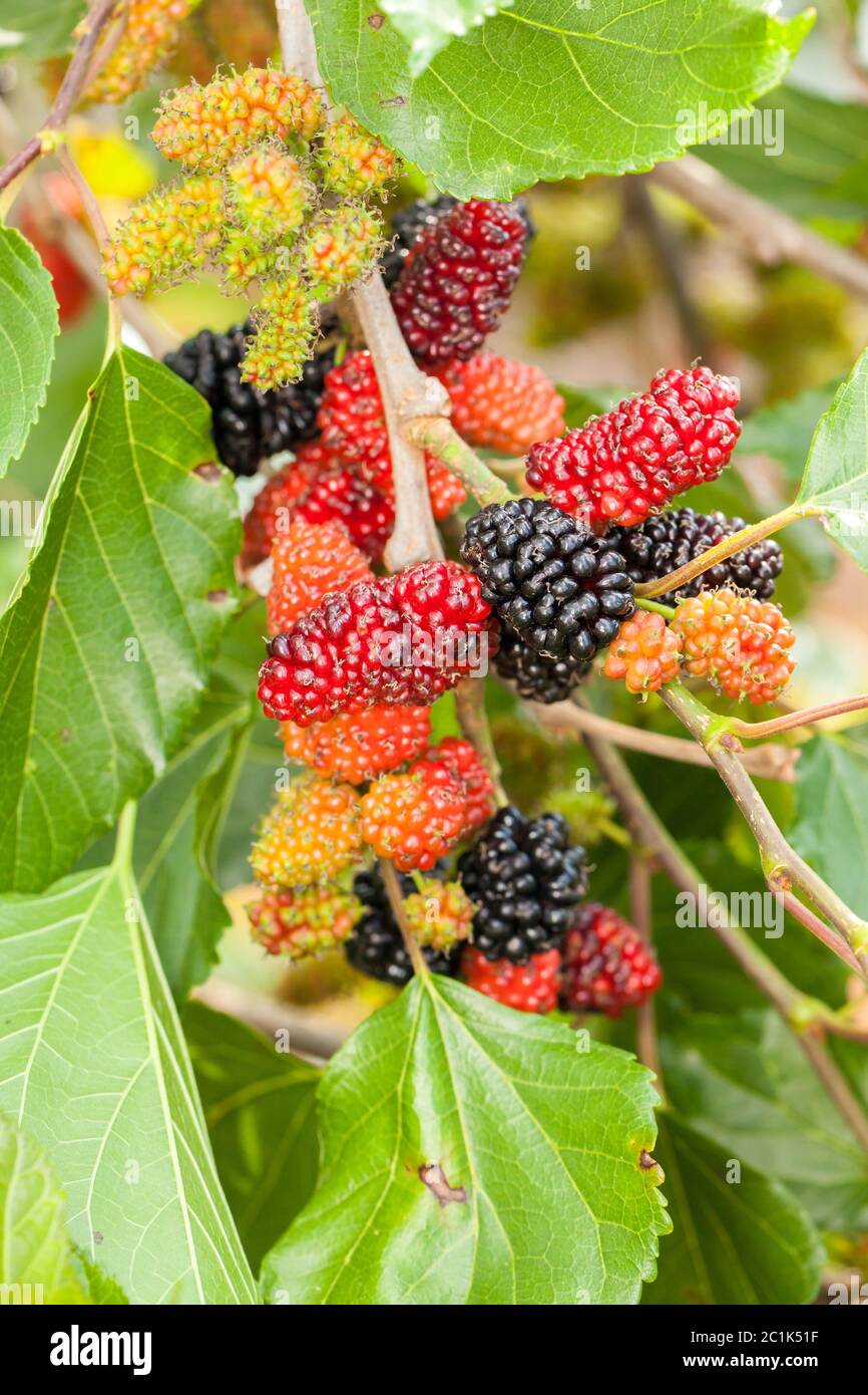Blackberry ripe, ripening, and unripe green fruits on tree Stock Photo