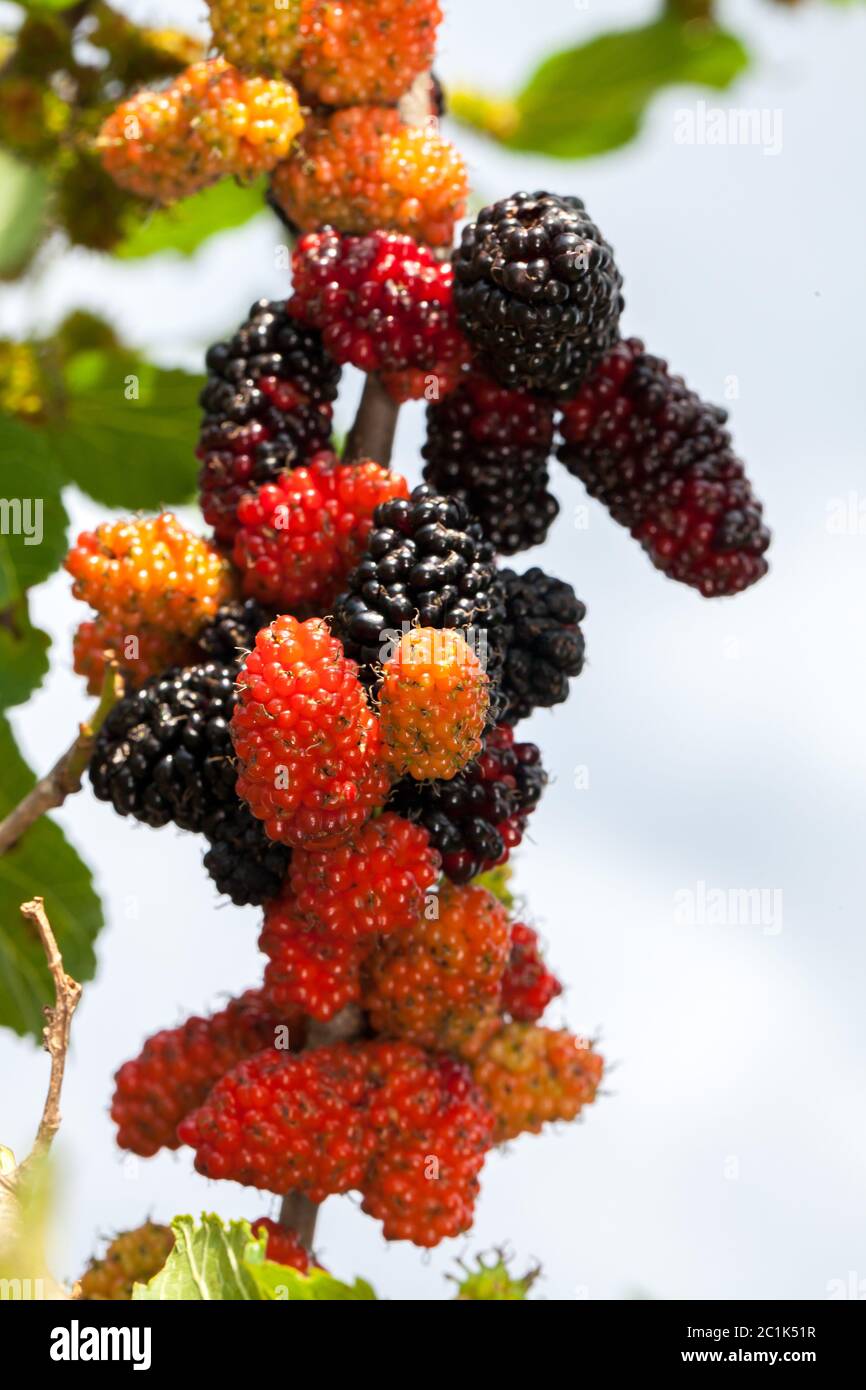 Blackberry ripe, ripening, and unripe green fruits on tree Stock Photo