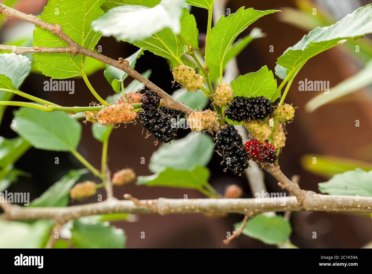 Blackberry ripe, ripening, and unripe green fruits on tree Stock Photo