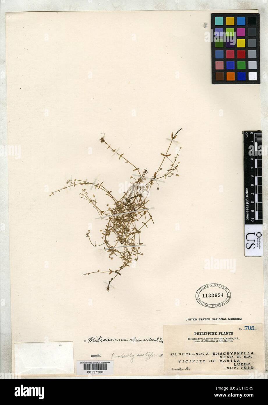 Oldenlandia brachyphylla Merr Oldenlandia brachyphylla Merr. Stock Photo
