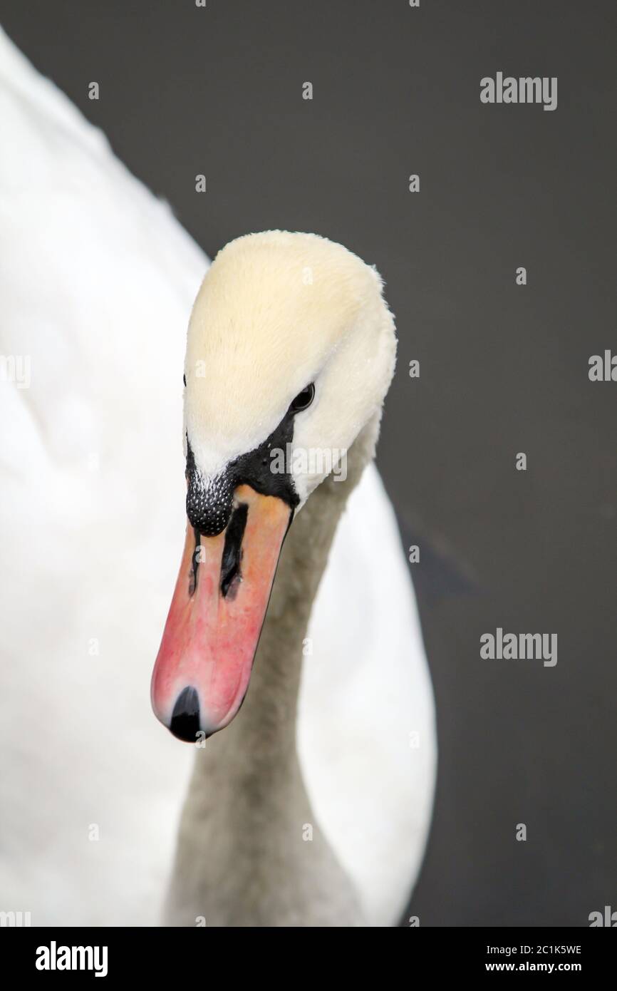 Portrait of a swan, swan detail Stock Photo