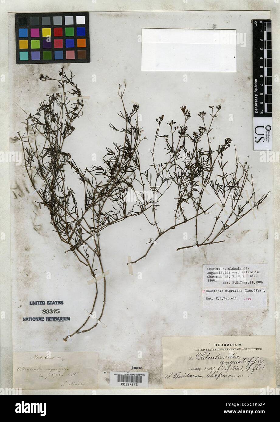 Oldenlandia angustifolia var filifolia Chapm Oldenlandia angustifolia var filifolia Chapm. Stock Photo