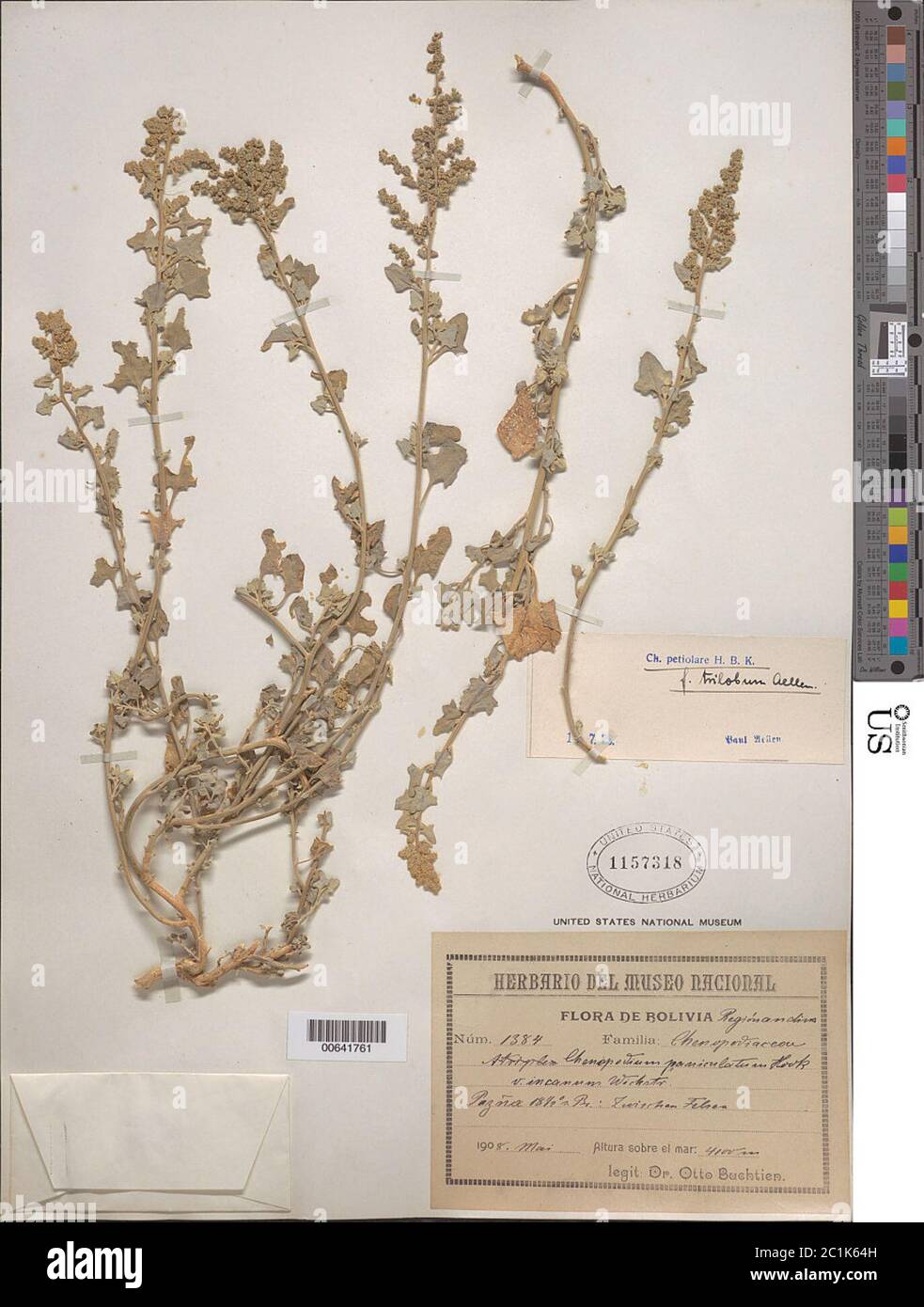 Chenopodium petiolare HBK Chenopodium petiolare HBK. Stock Photo