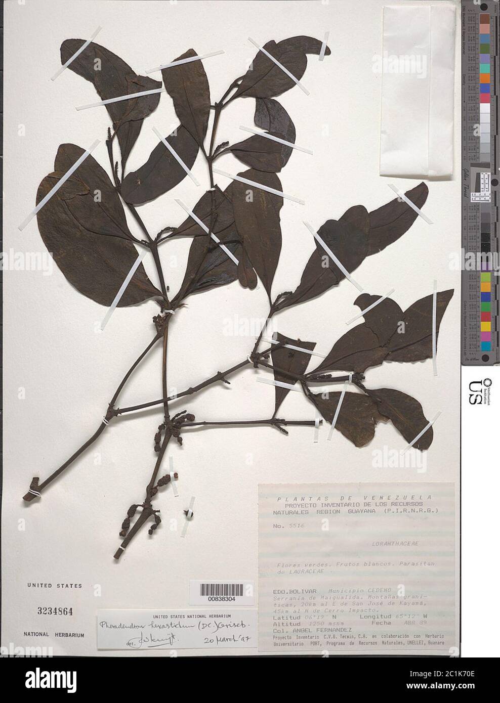 Phoradendron hexastichum DC Griseb Phoradendron hexastichum DC Griseb. Stock Photo