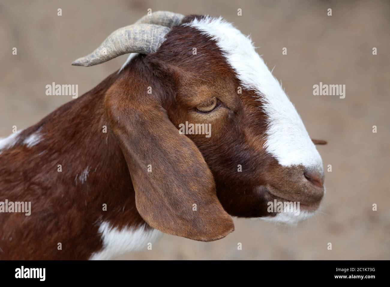 baby goat tongue