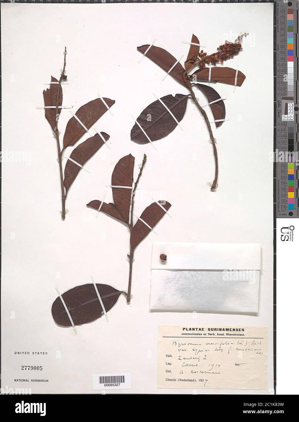 Byrsonima crassifolia var typica f kunthiana Nied Byrsonima crassifolia var typica f kunthiana Nied. Stock Photo