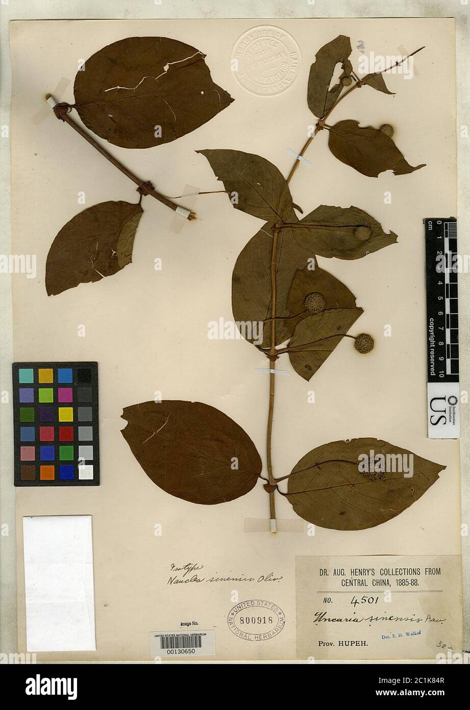 Nauclea sinensis Oliv Nauclea sinensis Oliv. Stock Photo